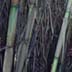 Arundo