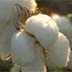 Cotton