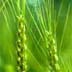 Wheat