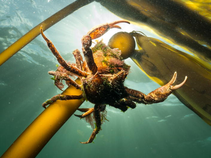 RS14276_Kelp_Crab-_IMG_0526-scr.png