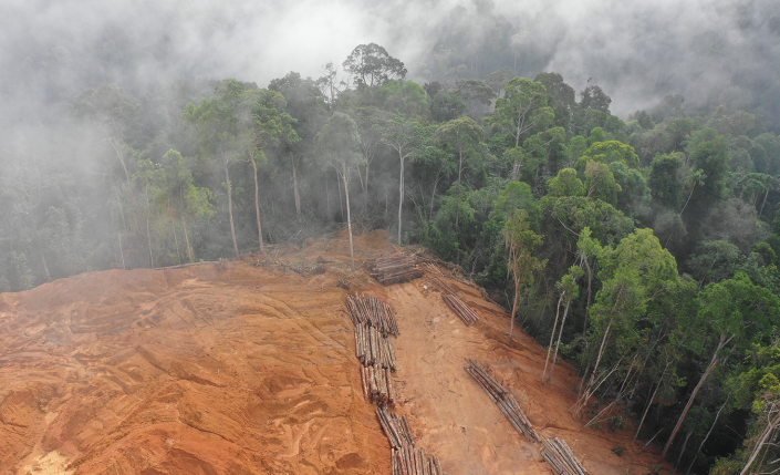 deforestation_shutterstock_Rich%20Carey.png