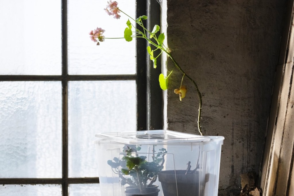 Orchid plant in front a a window